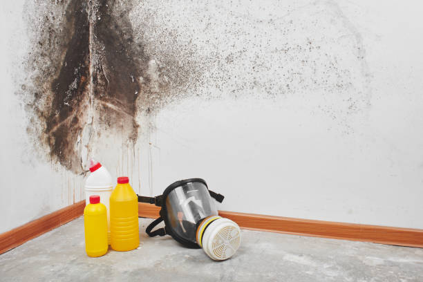 Best Mold Damage Repair  in Hooper, UT