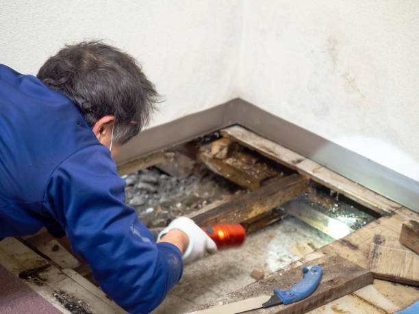 Best Attic Mold Removal  in Hooper, UT