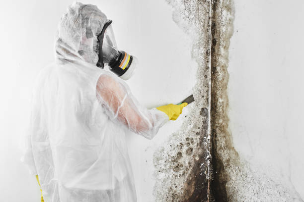 Best Mold Remediation Services  in Hooper, UT