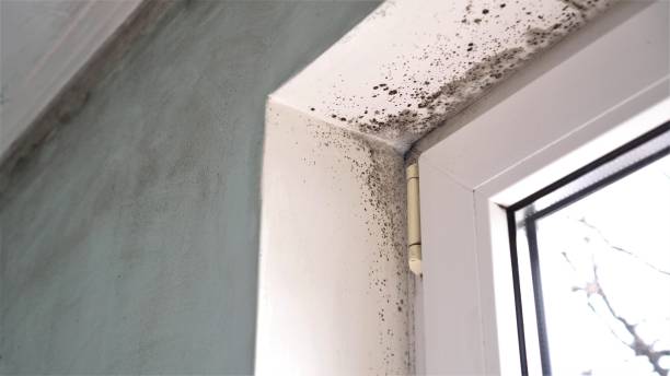 Best Commercial Mold Removal  in Hooper, UT