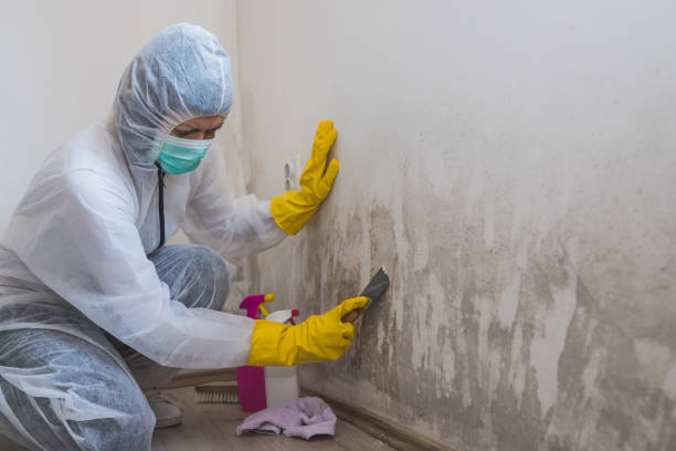 Hooper, UT Mold Removal Company