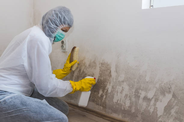 Best Certified Mold Removal  in Hooper, UT