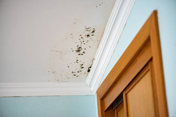 Best Mold Testing  in Hooper, UT