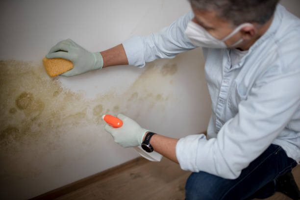 Best Local Mold Removal Service  in Hooper, UT
