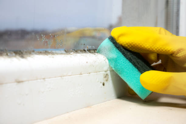 Best Residential Mold Removal  in Hooper, UT