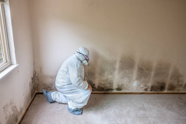 Best Same-Day Mold Removal  in Hooper, UT