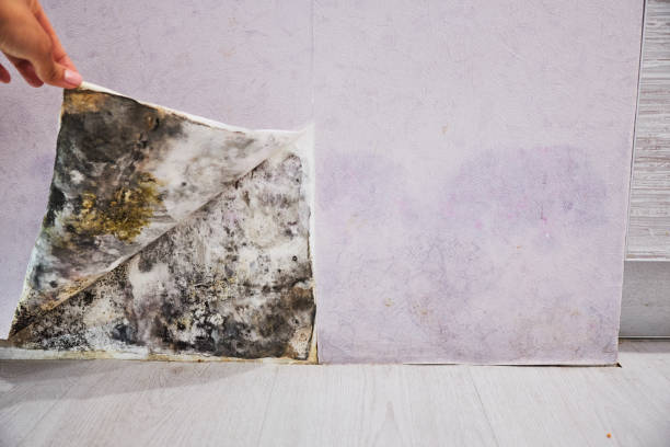 Best Mold Removal Company Near Me  in Hooper, UT